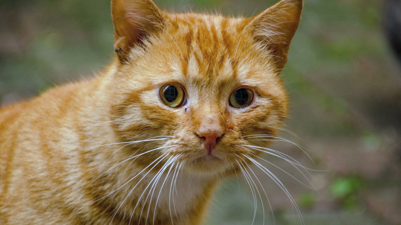 Kedilerdeki turuncu tüylerin arkasındaki gen sonunda bulundu... Turuncu kediler dişi olur mu? Turuncu kediler neden erkek