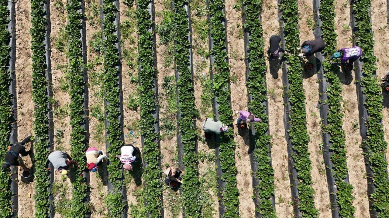 Bursa'da üretiliyor! Tarlada 70-80 liradan kapış kapış satılıyor