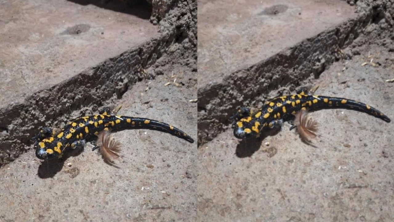 Elazığ'da görüntülendi! Nesli tükenmekte