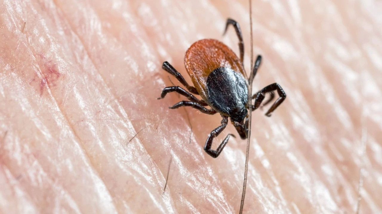 Çorum'da kene kabusu: KKKA şüphesiyle tedavi gören kişi hayatını kaybetti