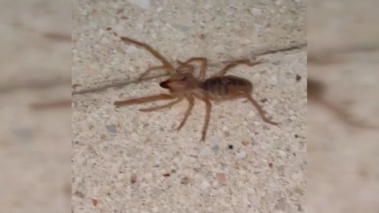 Elazığ’da korkutan görüntü: Zehirli sarıkız örümceği ortaya çıktı