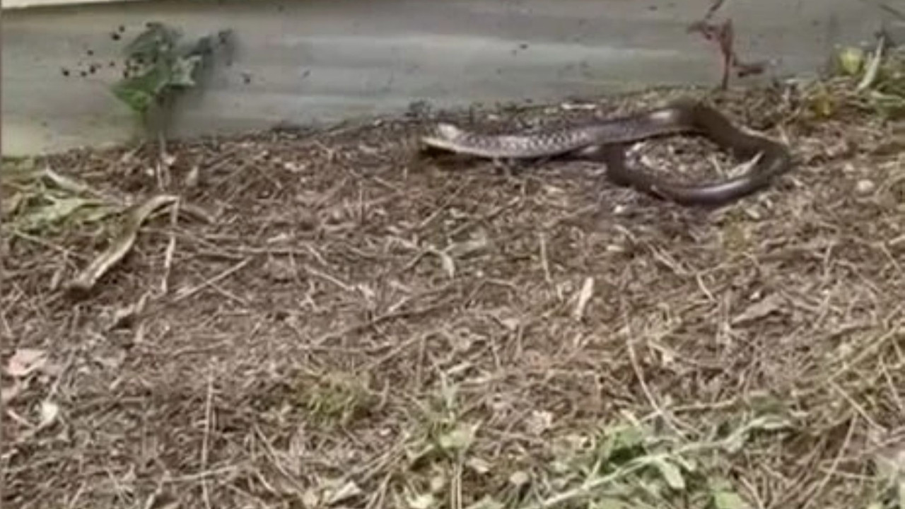 İstanbul’da yılan alarmı: 7 ilçede görüldü