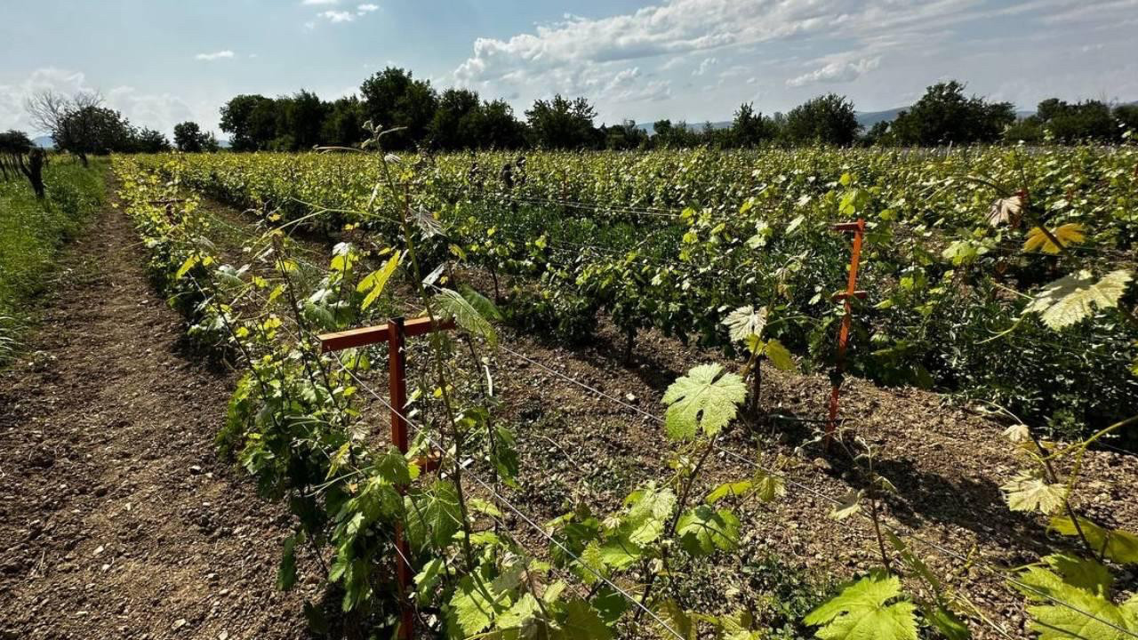 Tokat'ta üretiliyor! 140 liraya satılıyor