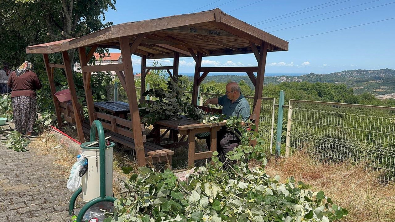 Zonguldak’ın Alaplı ilçesinde üretiliyor! Kilosu 2 bin 500 liraya satılıyor