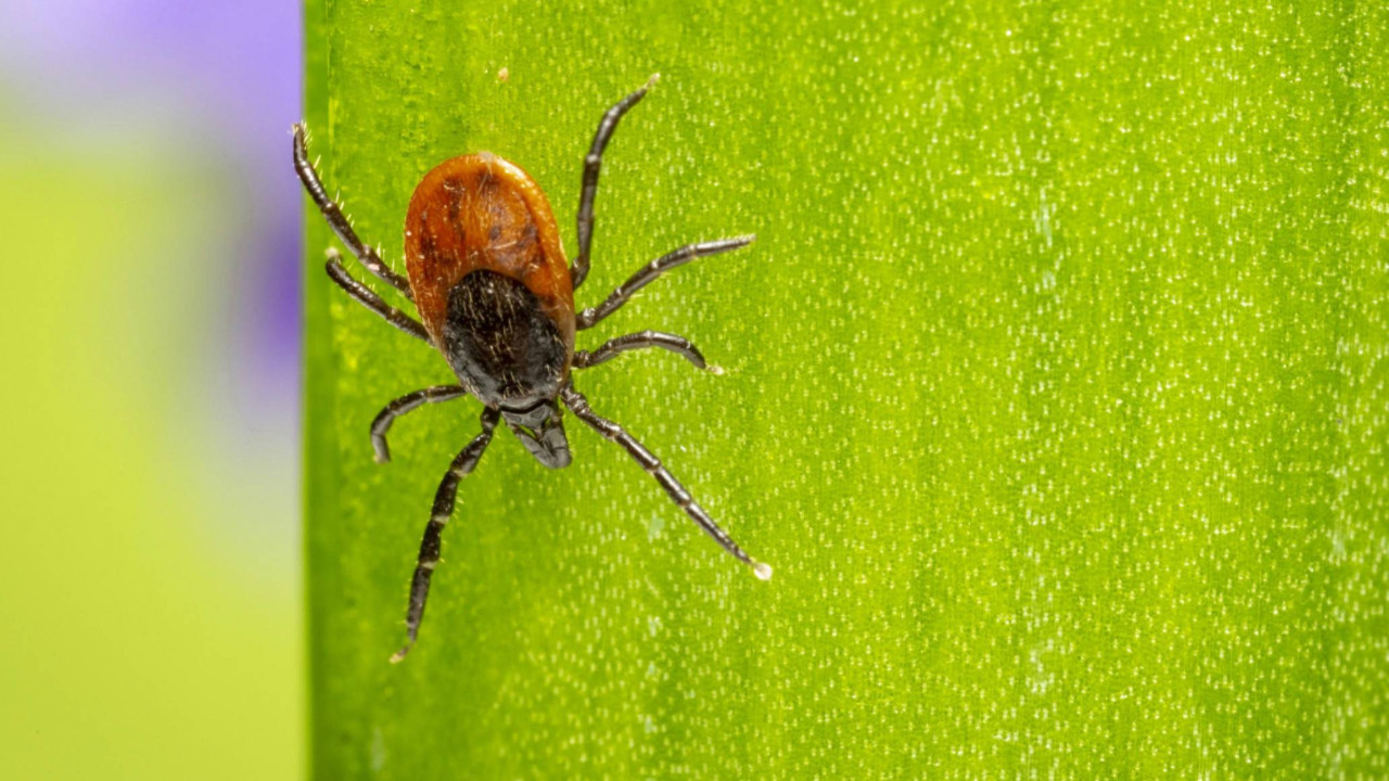 Bu kan grubuna sahip olanlar dikkat! Kenelerin hedefi olabilirsiniz