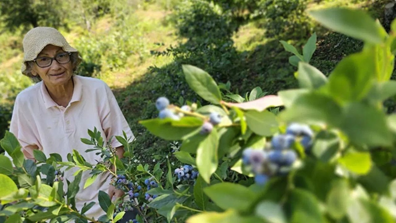 Emekli doktor Zonguldak'a yerleşip tüm servetini toprağa gömdü!