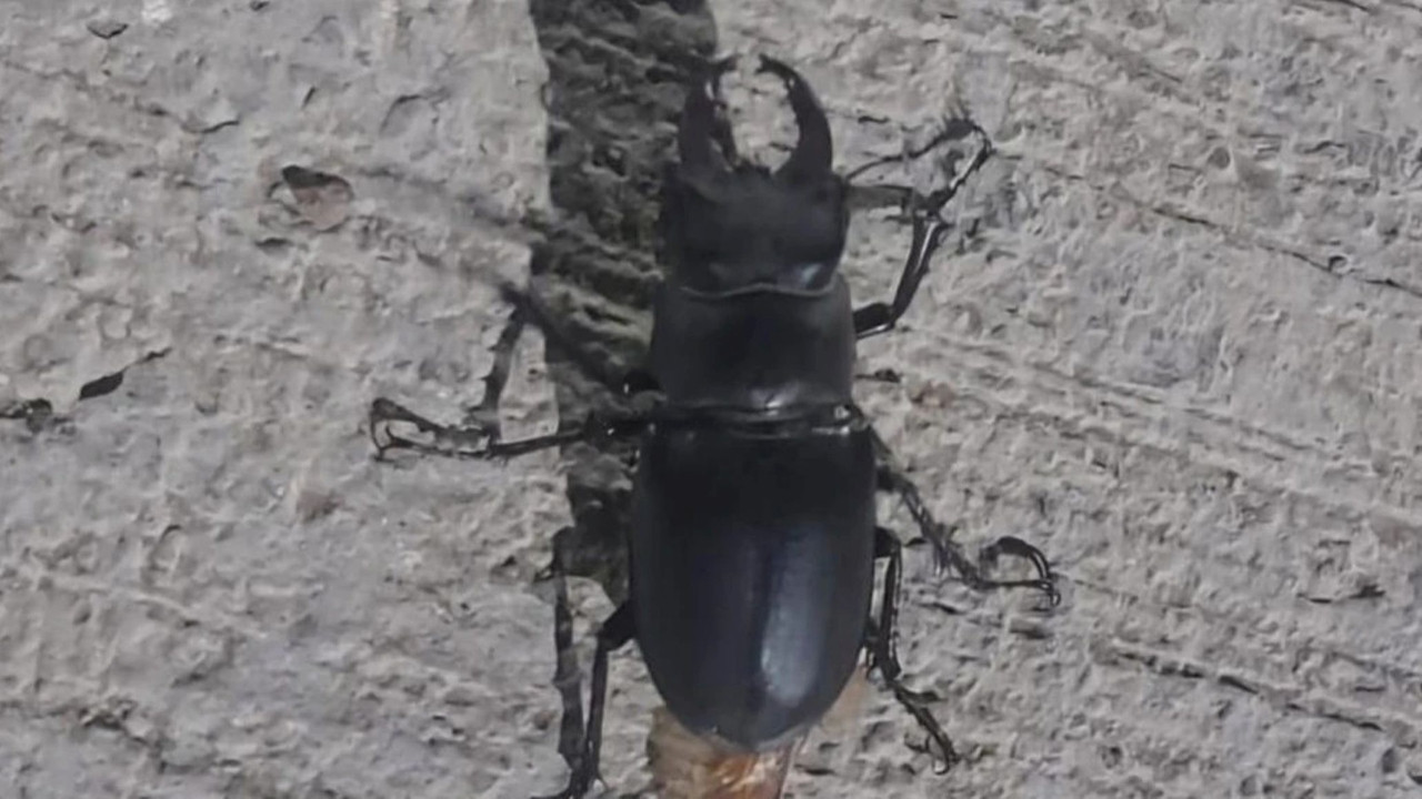 Bu böceğe sakın zarar vermeyin! 557 bin TL cezası var