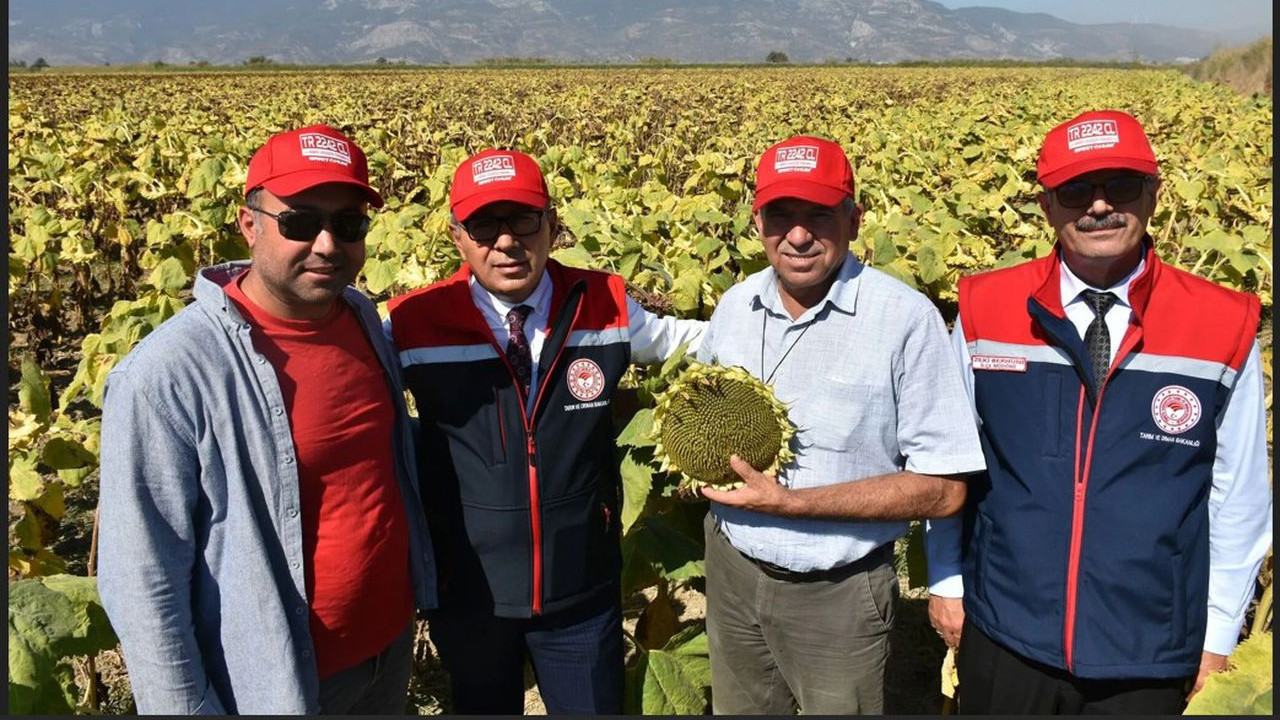 Susuzluk ayçiçeğine yöneltti