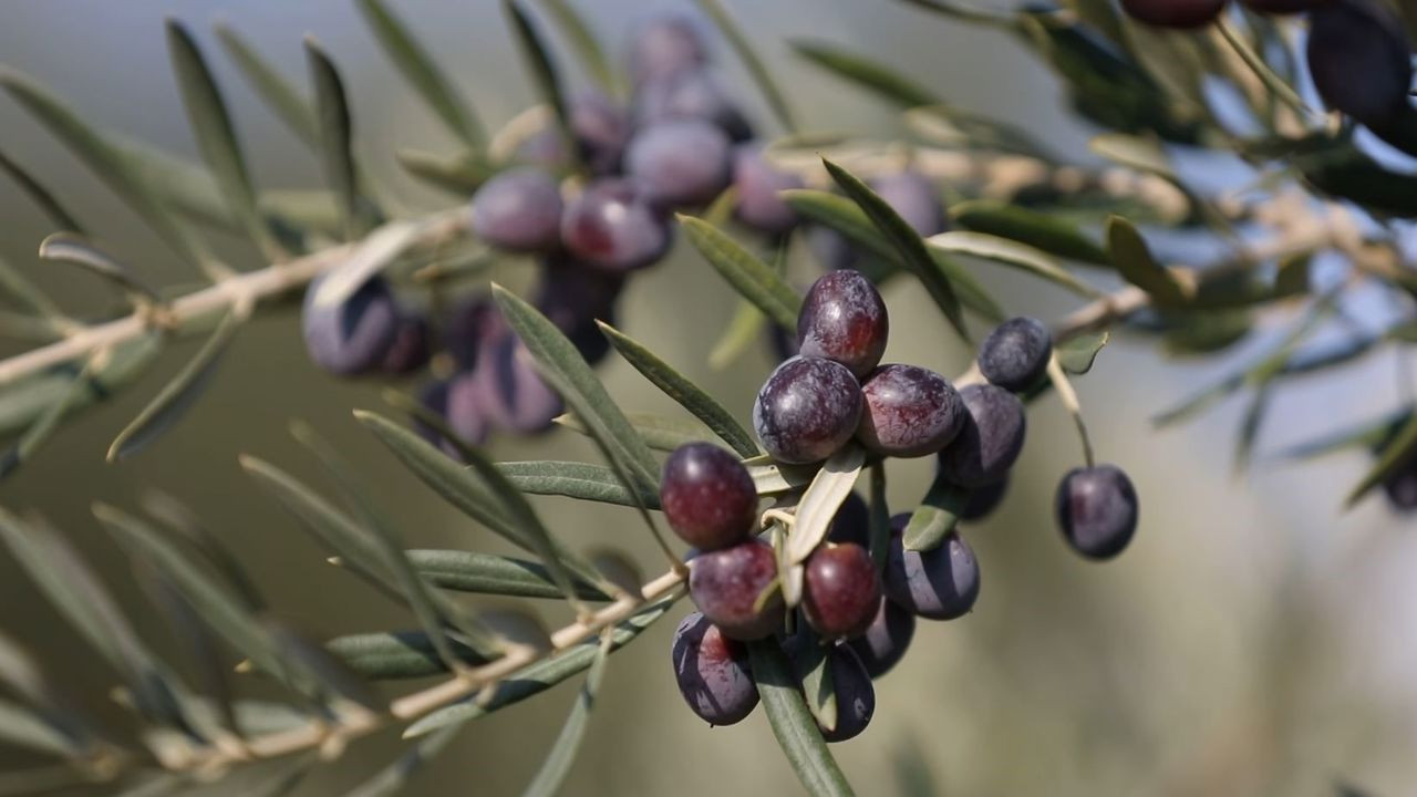 Dünyanın en iyisi Gaziantep'te üretiliyor! Avrupa'ya gönderiliyor