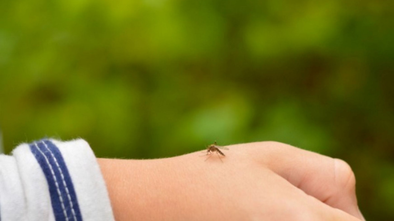 Sivrisinekler en çok bu renklere geliyor! Uzmanlar uyardı