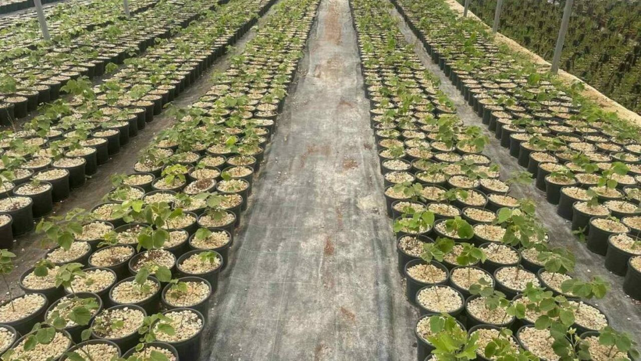 Bursa Uludağ'da üretiliyor: Yurt dışına açılmak hedefleniyor