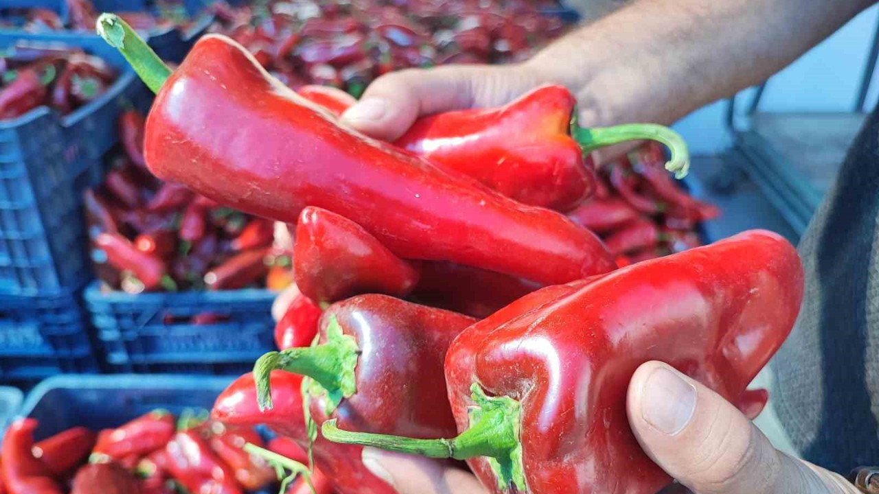 Adana'da üretilip 15 liraya satılıyor