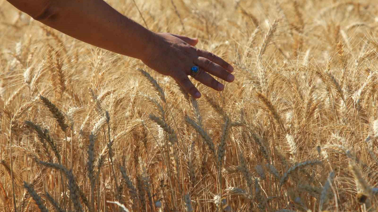 Buğday ve arpa fiyatları değişti! İşte yeni fiyatlar