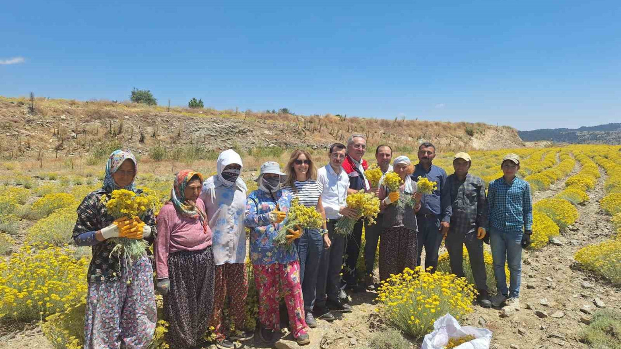 Aydın Bozdoğan'da hasadı başladı!