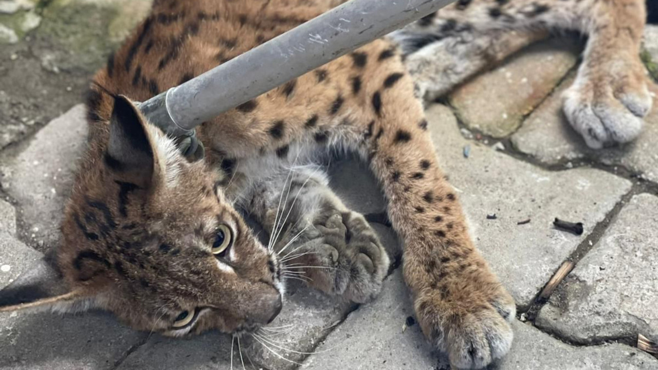 Tavuk kümesinde görüldü! İlginç olay Çorum'da gerçekleşti