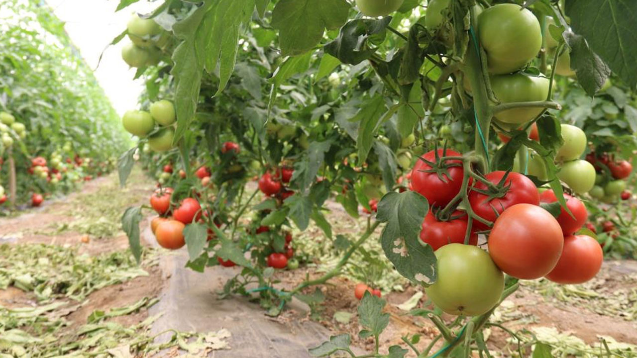 70 derecede Eskişehir'de yetişiyor! 25 bin ton verim bekleniyor