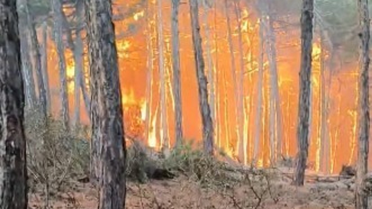 Denizli'nin 2 şehidi var: Orman işçileri aynı gün işe başlamış