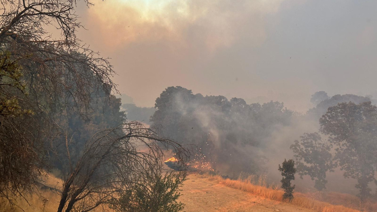 Uşak'taki orman yangınına müdahale devam ediyor