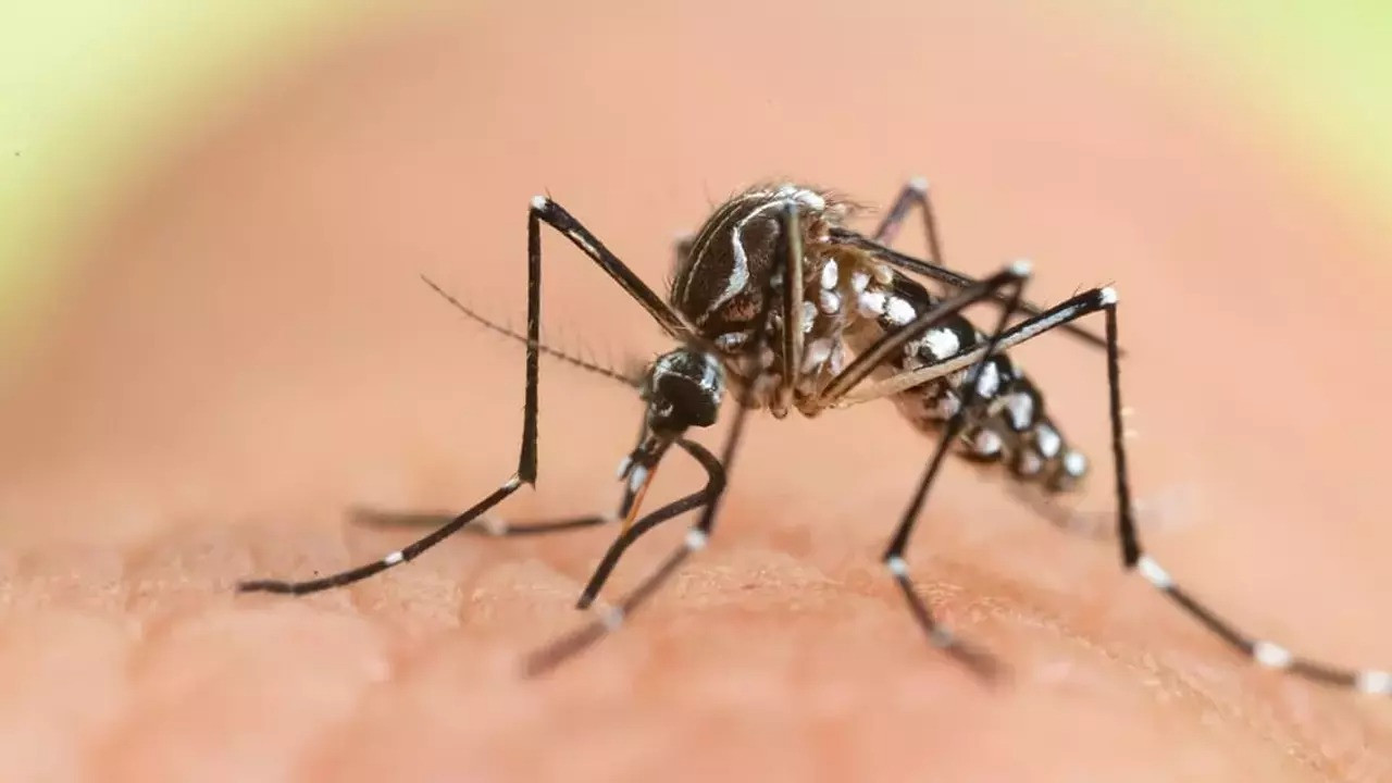 Dünya chikungunya virüsüne karşı alarmda! Sivrisinekten bulaşıyor