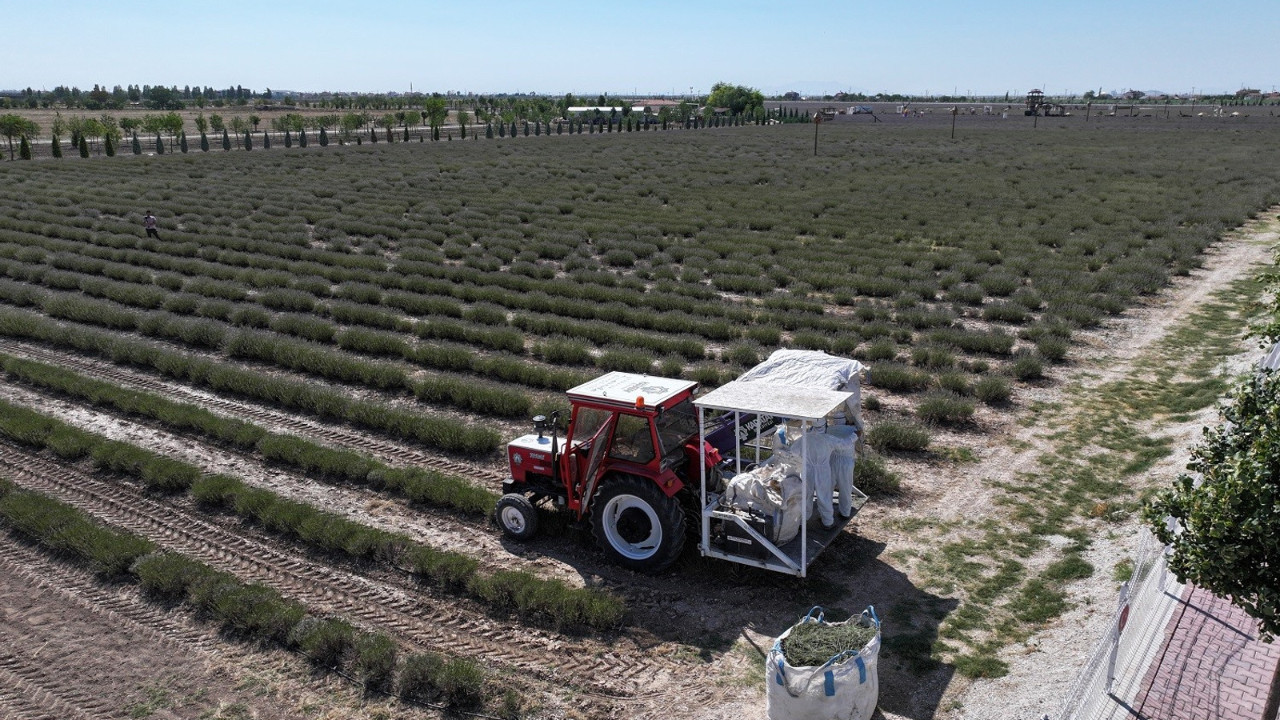 Konya'da hasadı başlıyor! Türkiye’nin en büyüğü burada