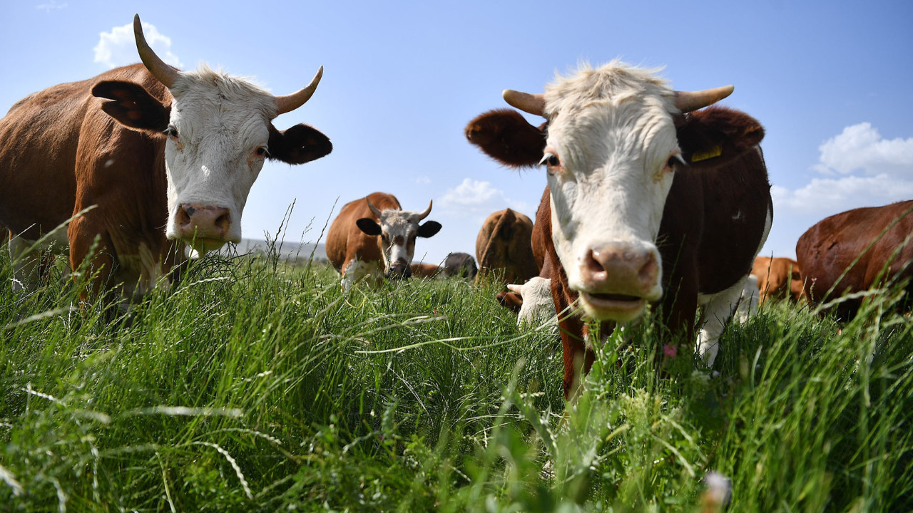 Binlerce hayvan telef oldu! ABD’nin sınırımızdaki şap laboratuvarına dikkat