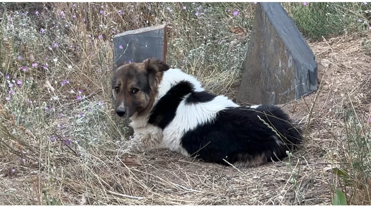 Hakkarili Haçiko! Sahibi ölen köpek insanlara vefayı öğretti