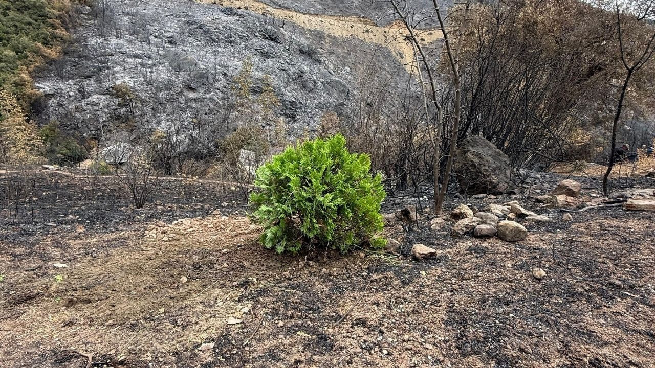 Orman yangınlarının ardından ilk fidan dikildi! Yeşil Vatan'a can suyu verildi