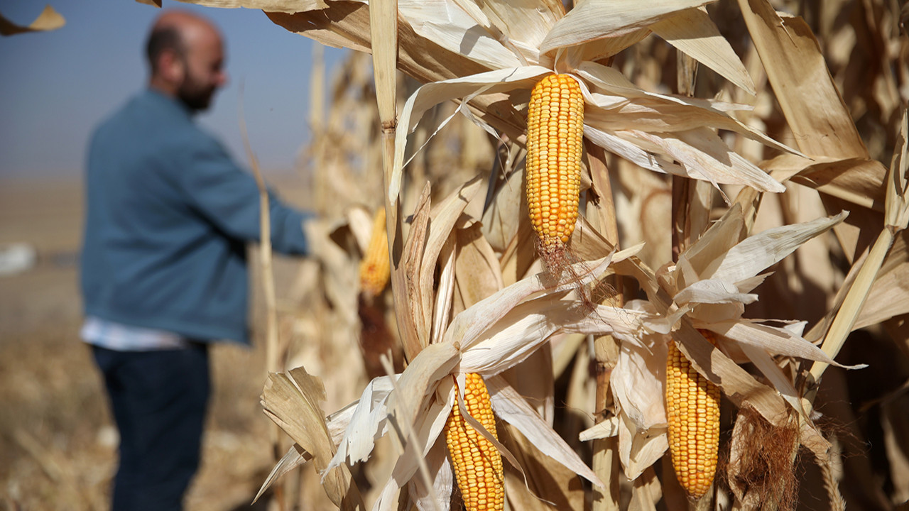 ‘Mısır alım fiyatı 13,50 olsun’