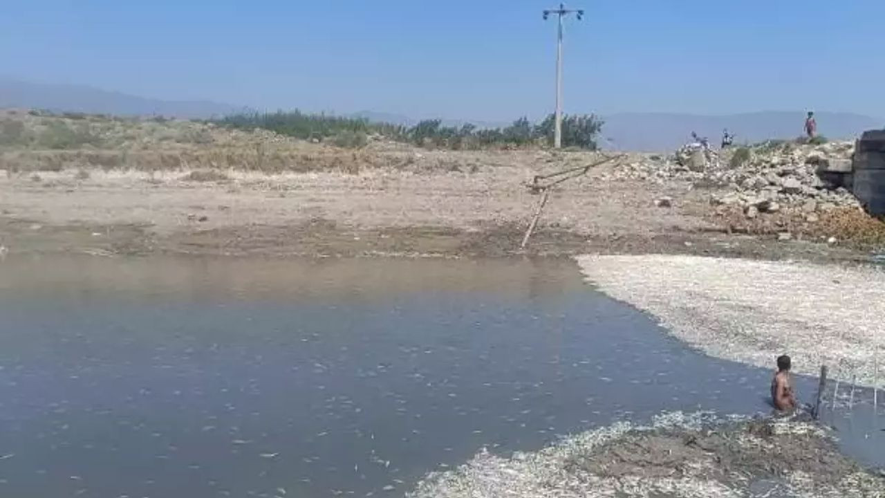 Hatay Antakya'da balık ölümleri yaşandı