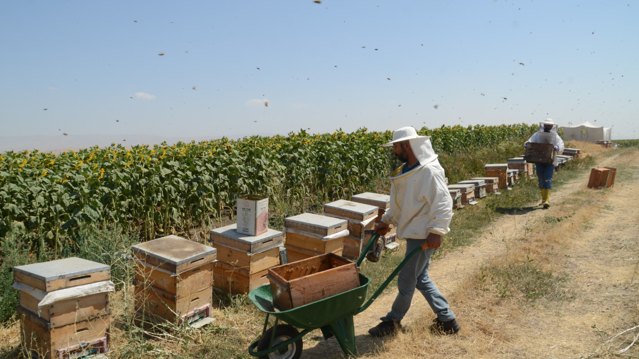 Muş Alparslan Üniversitesi'nde 300 kovan balın hasadı başladı