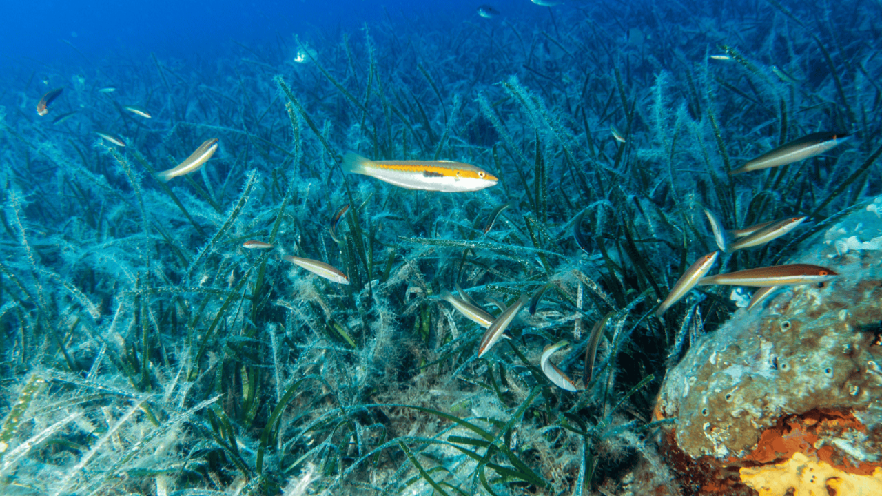 Müsilaj ile mücadelede yeni adım! Bakan Murat Kurum açıkladı