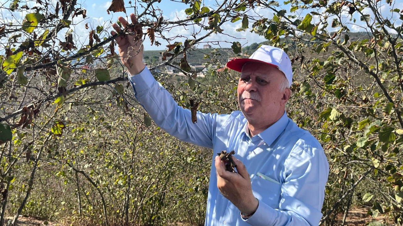 ‘Aşırı sıcaklar fındık bahçelerine zarar veriyor’