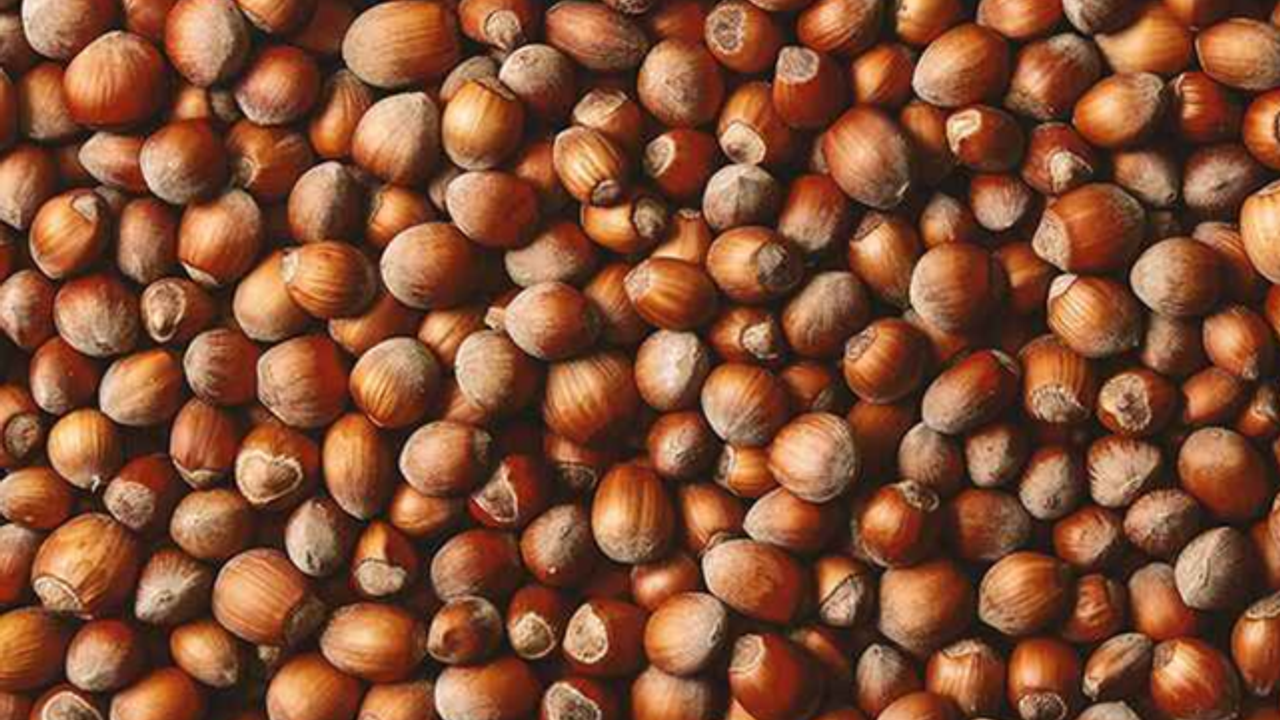 Bakan duyurdu! Fındık üreticilerine tazminat ödeniyor