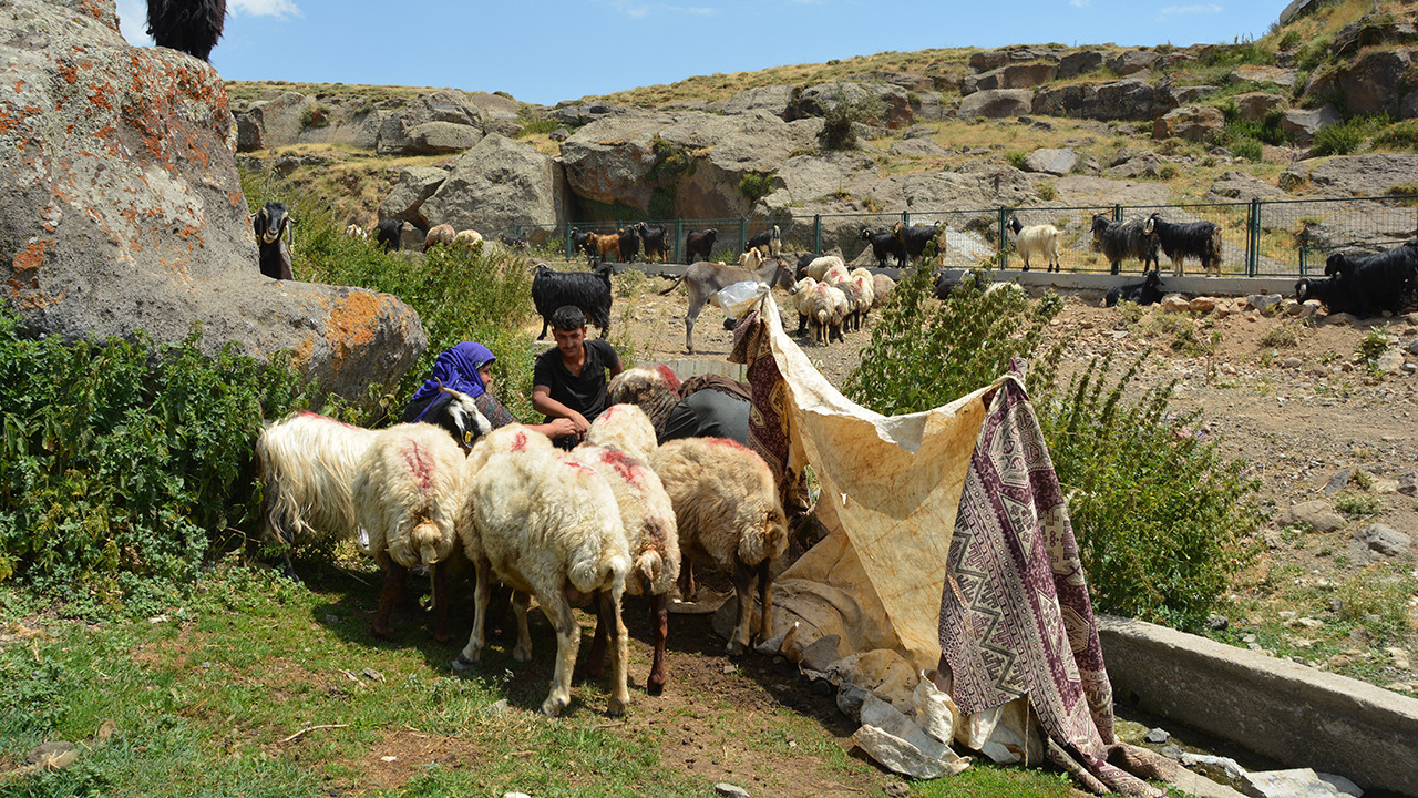 Geçim kaynağı hayvanları için tüm zorlukları göze alıyorlar