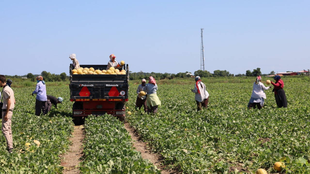 Samsun'da üretilip 2 liraya satılıyor
