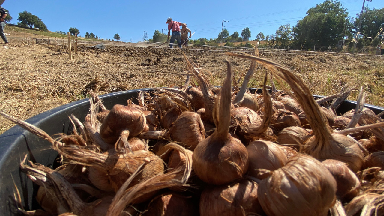 Karabük'ün en değerlisi! Kilosu 450 bin liraya satılıyor