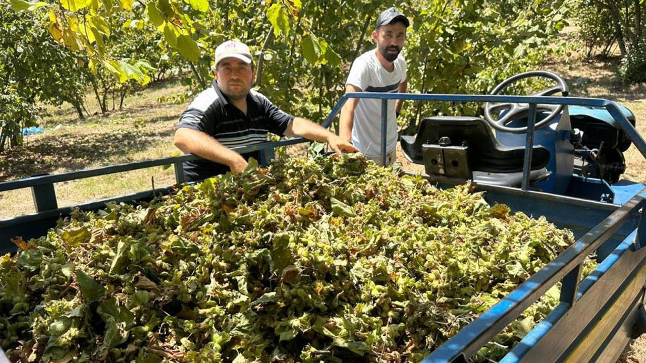 Zonguldak'ta fındık hasadı başladı! Tırpan ücretleri rekor kırdı