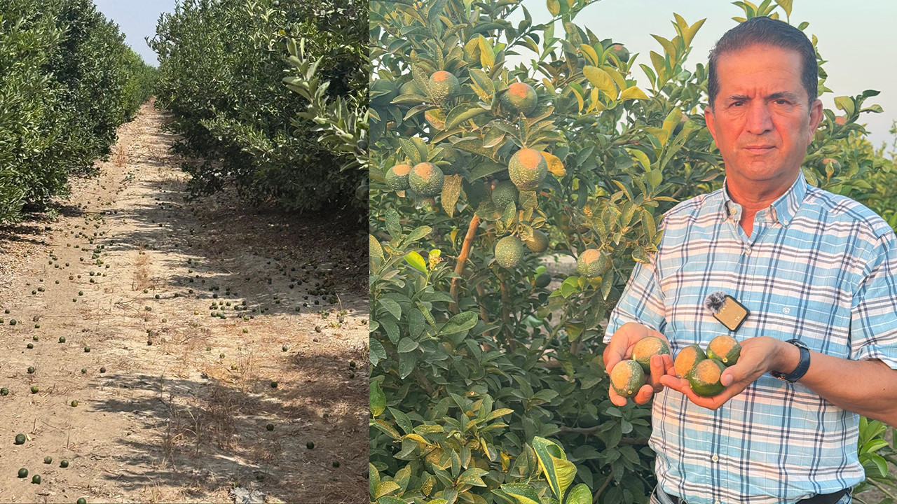 Meyveler sıcaktan dökülüyor