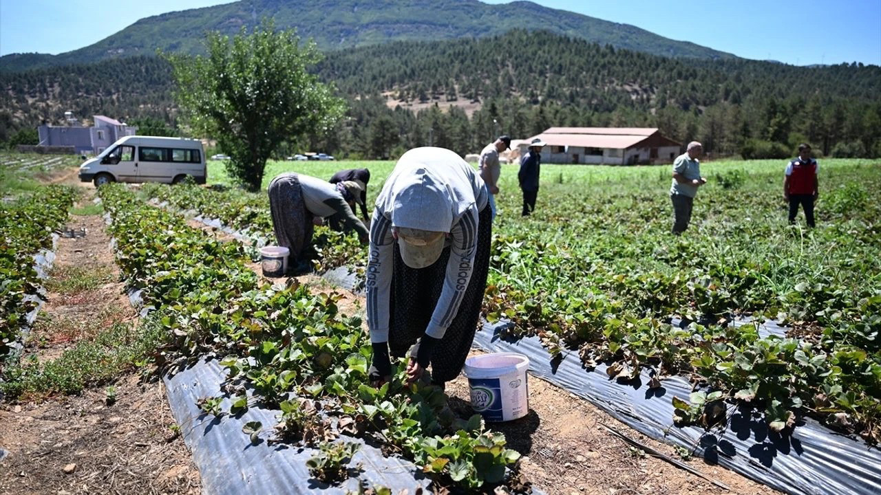 Kahramanmaraş'ta devlet desteğiyle kuruldu! 50 ülkeye gönderiliyor
