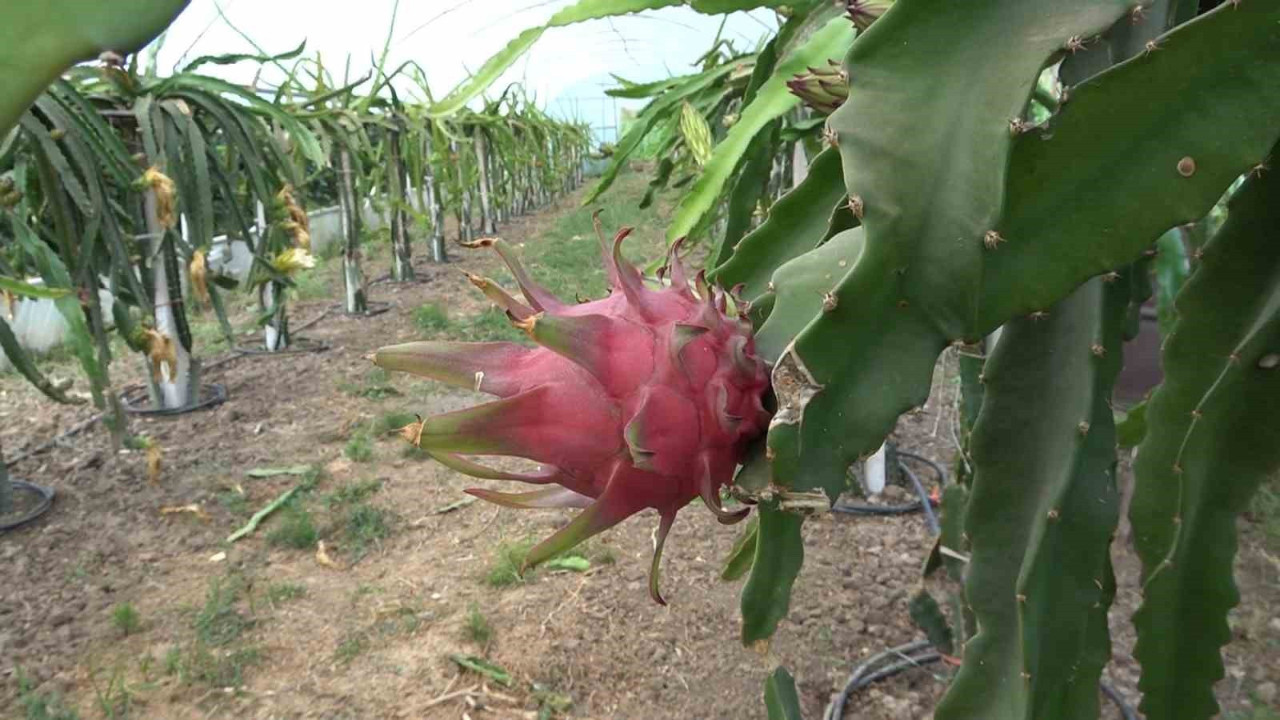 Samsun’un Çarşamba ilçesinde üretiliyor! 250 liraya satılıyor