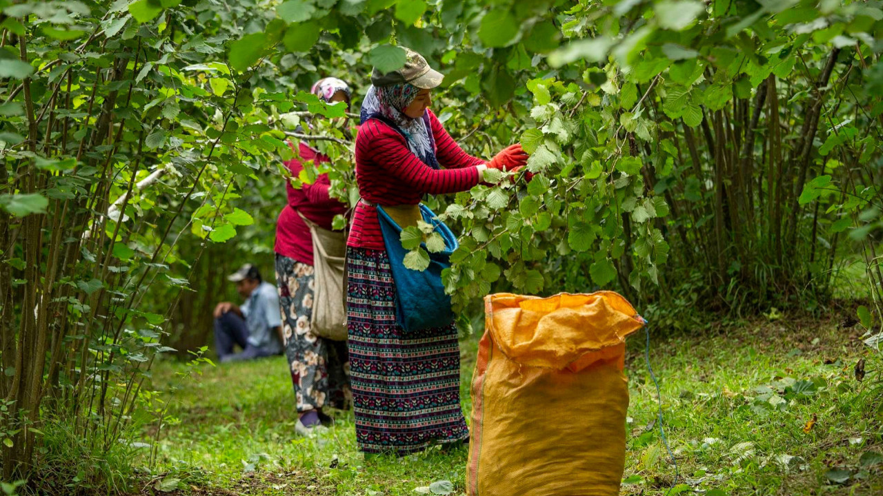 Şimdi de minik kokarca istilası