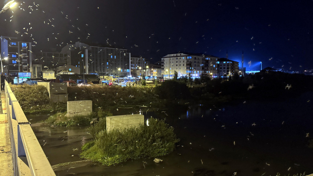 Sineklerin ölüm dansı başladı! Ardahan'da görüldü
