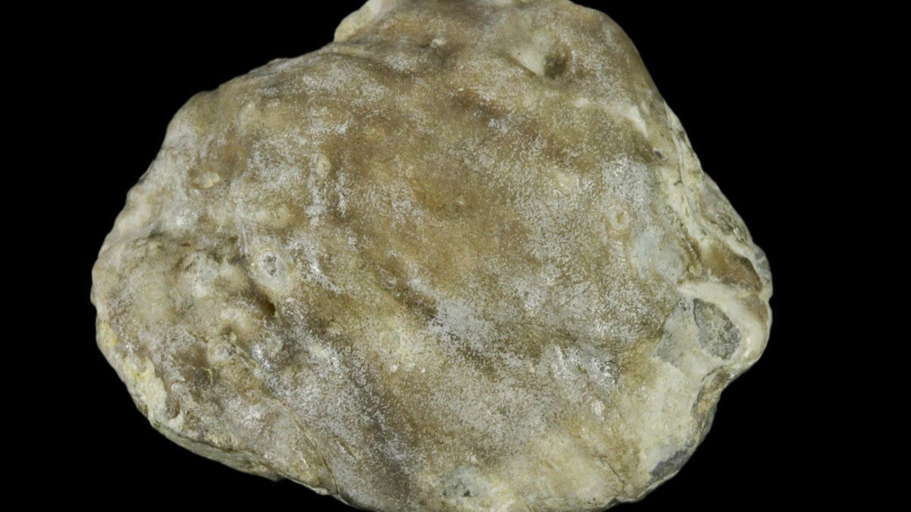 Avustralya'da bulundu! Tam 100 milyon yıllık