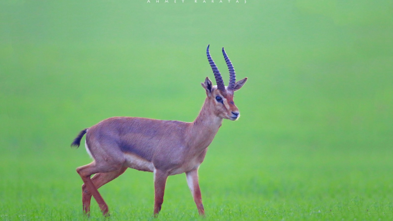 ‘PTT de doğanın tanıtımına katkı yaptı’