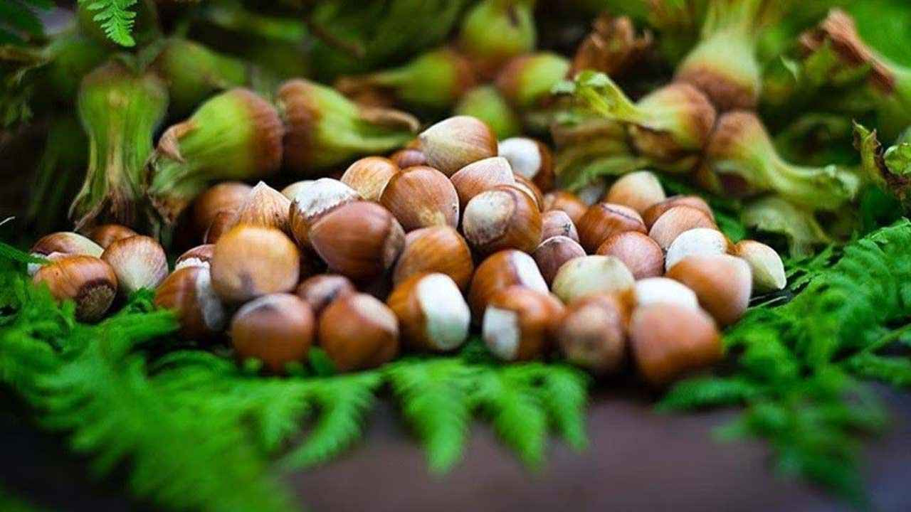 Fındık fiyatları belli oldu! Bakın hangi ilde kaç lira