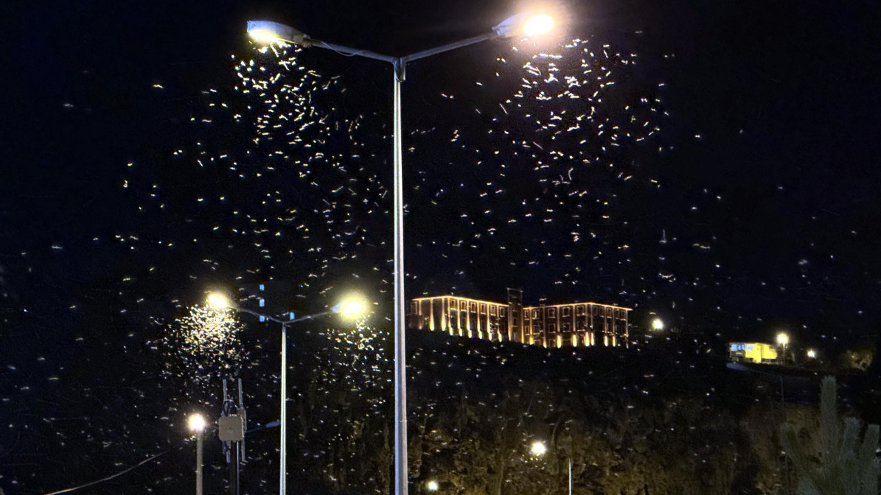 Ardahan'da sineklerin 'ölüm dansı' devam ediyor!