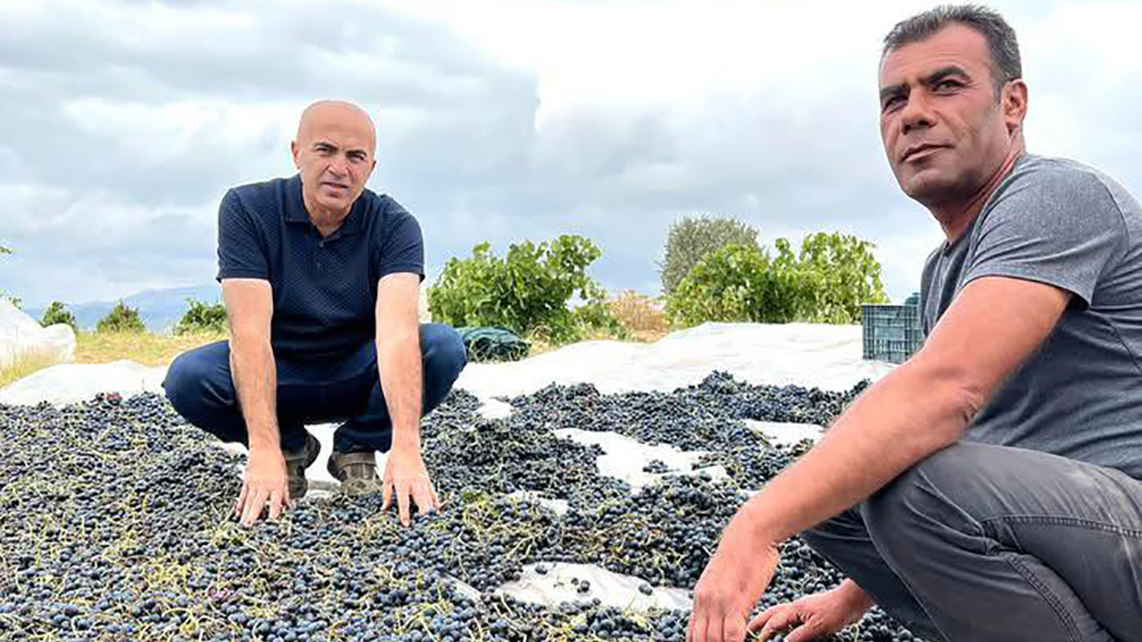 Ekşikara üzümü kurutulmaya başlandı