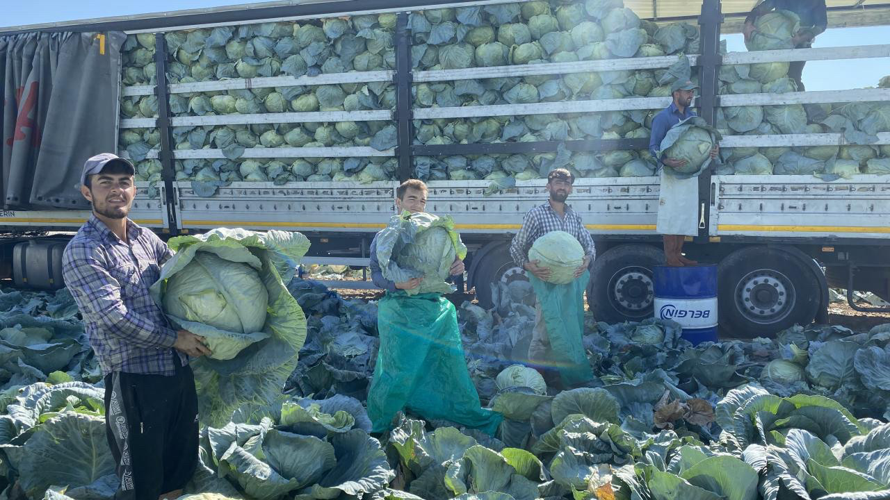Samsun’un ardından ikinci sırada yer alıyor! Niğde'nin merkez, Ulukışla ve Bor ilçelerinde üretiliyor