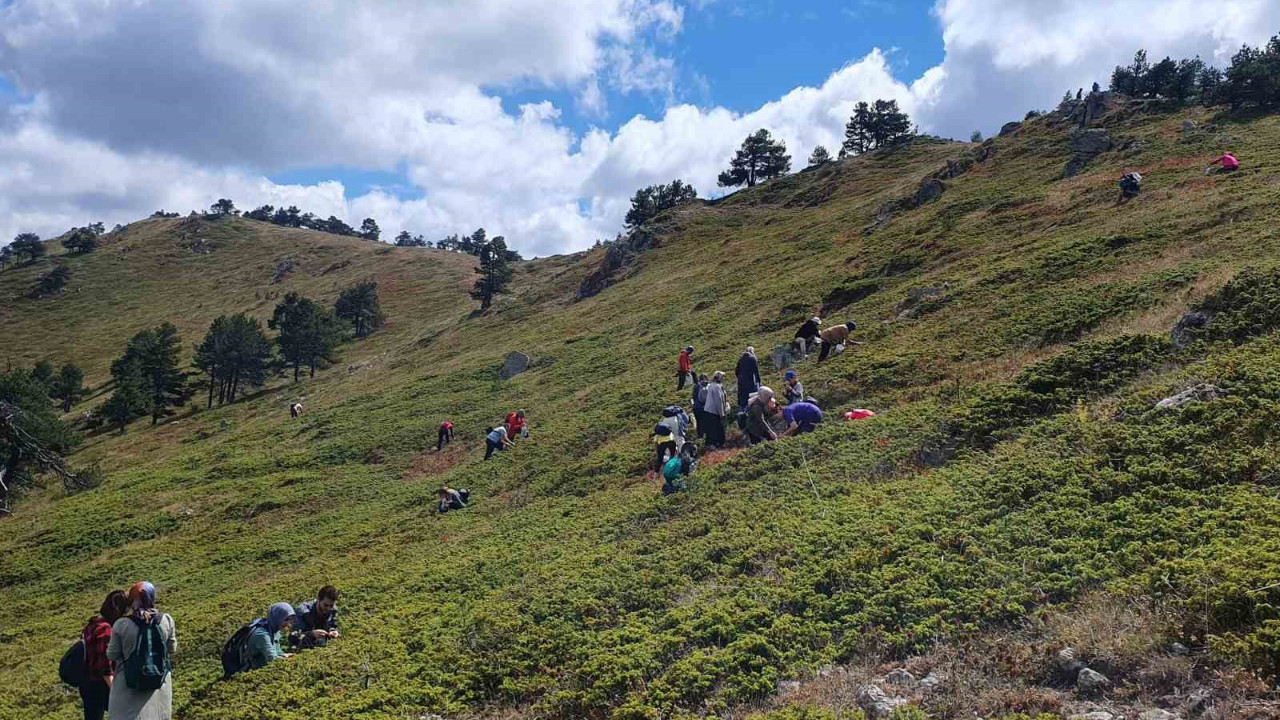 Gümüşhane’nin Torul ilçesinde şenliğe dönüştü! İşte doğanın şifa kaynağı Likarpa
