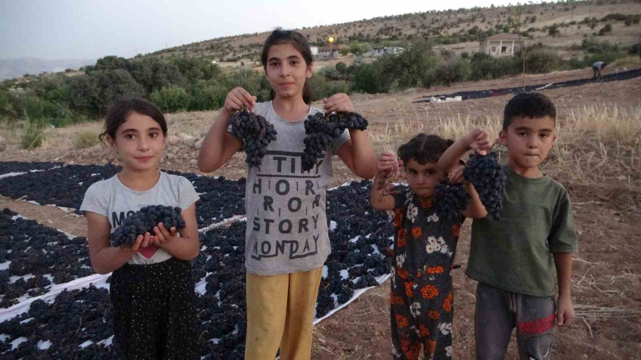 Malatya’nın Akçadağ ilçesinde üretiliyor! Kilosu 500 TL’den alıcı buluyor